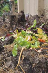 How the Compost Pile Turned into a Thriving Rock Garden Image